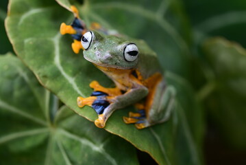 Close up Funny action of the green tree frog Rhacophorus reinwardtii on a leaf