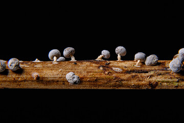 変形菌　シロエノカタホコリ