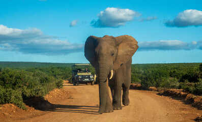 Leading the way, An African Elephant bull in front of a guide's vehicle on Zuurkop Road, Addo...