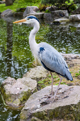Grey Heron (Ardea cinerea)  perched on the stone of a pond