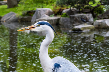 Grey Heron (Ardea cinerea)  perched on the stone of a pond with a fish in the beak