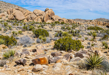 Granite Rock Formations on The Split Rock Loop Trail, Joshua Tree National Park, California, USA