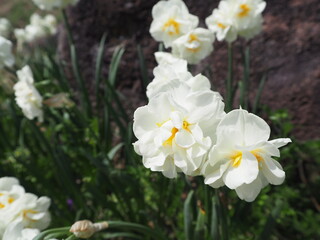 晴天時の白い花