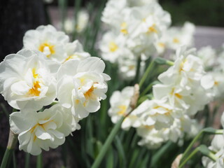 晴天時の白い花