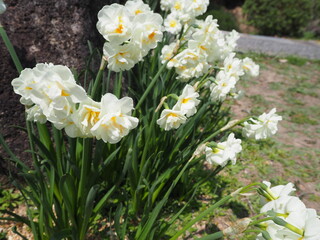 晴天時の白い花