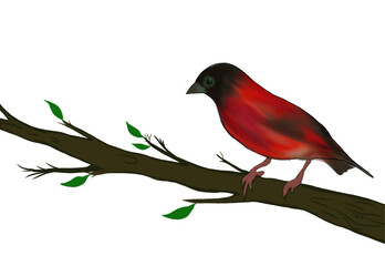 beautiful bird, red siskin perched on a tree branch against a white background