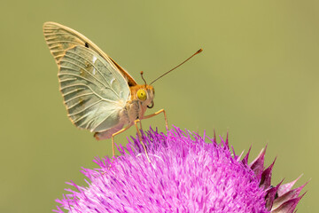 A butterfly is perched on a pink thistle on a onopordum acanthium