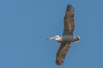 A dalmatian pelican pelican flies in the sky
