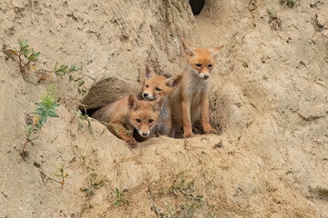 Young foxes stand in front of the entrance of their house