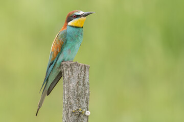 European bee-eater standing on a wooden pole