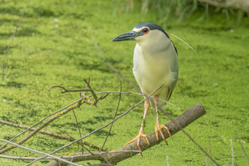 Black-crowned night heron standing on a branch next to the swamp
