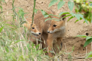 Young foxes looking each other hiding behind green grass