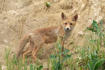 A young fox stands near a sheer wall and looks ahead