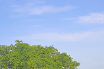 青空と緑と薄い雲