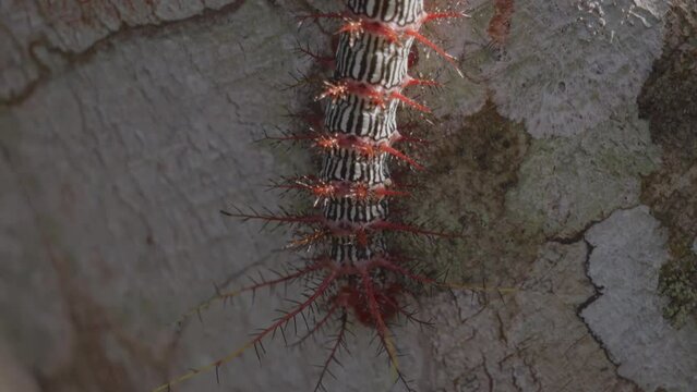 Closeup of a caterpillar in the Amazon rainforest