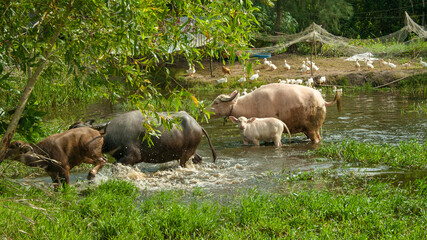 Vietnam - Impressions - rural landscape with several animals