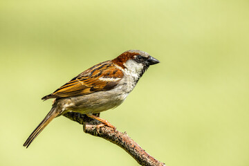 A close up of a single house sparrow in a tree branch