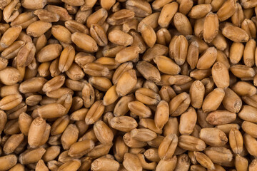 whole background of wheat grain