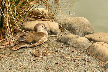 pato de color marrón tumbado en la orilla del estanque