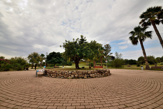 Olivo como decoraci&oacute;n en un parque publico de Marbella 