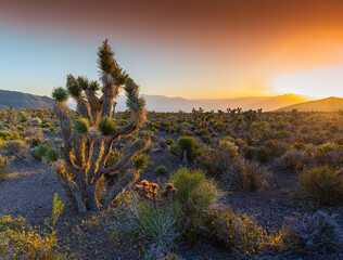 Sunrise on The Mojave Desert With The La Madre Mountains, Red Rock Canyon National Conservation...