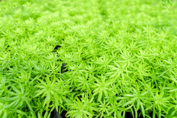 The green fresh gold moss sedum texture as background.