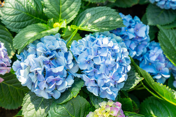 Close up blue hydrangea flowers growing in the garden.
