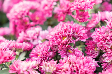 The Soft pink purple Chrysanthemum flowers nature in the garden.