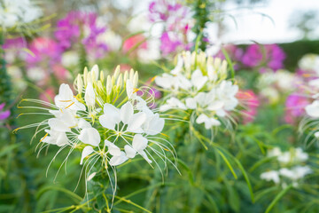 Close up the Flowers in the garden Tarenaya hassleriana