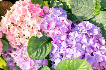 The Blooming hydrangea or hortensia flowers with gentle fragrance and fragile fresh warm pink and...