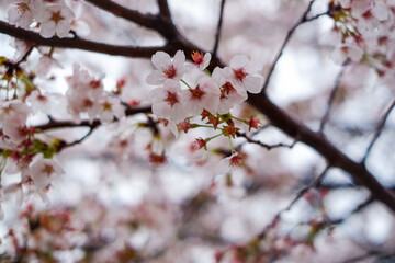 Cherry blossom blooming season.close up on beautiful lovely pink flowers in a public park. concept for natural spring background