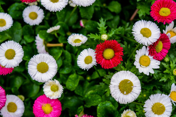 Many large and beautiful daisies grow and bloom on the field, seeded with green grass.