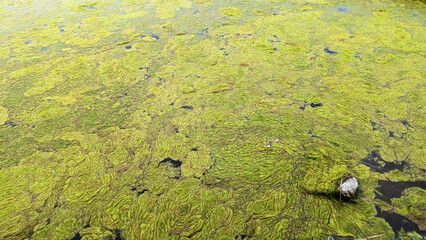 Thread algae on the water in the pond, green floating algae in the pond