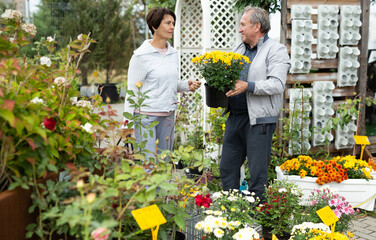 Joyful man and woman in casual clothes picking yellow Chrysanthemum flower in pots in greenhouse