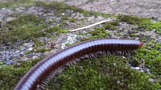 Diplopoda walking on concrete path