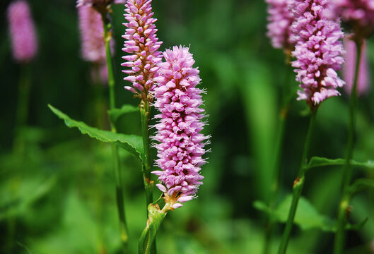 Polygonum bistorta known as bistort, meadow bistort, snakeweed has pink flowers. It is a medicinal plant.