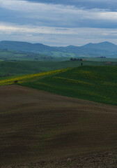 Fototapeta premium Tuscany fields in springtime, cloudy day mood, Val d'Orca, Pienza region