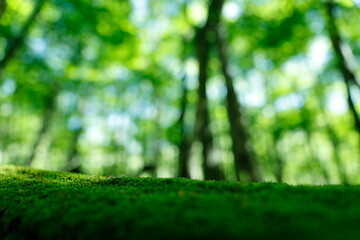 森林　緑ボケ背景