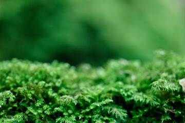 森林　緑ボケ背景