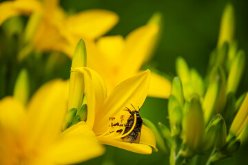 Yellow lily flowers and bumblebee collecting pollen close-up.