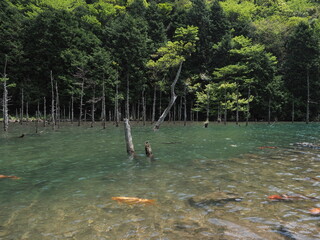 湖と木