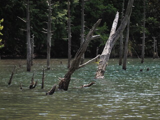 湖と木
