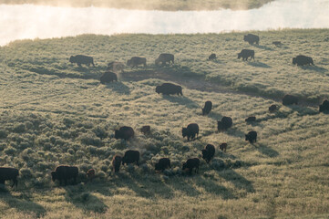 Herd Of Bison Move Across The Bottom Lands In Hayden Valley