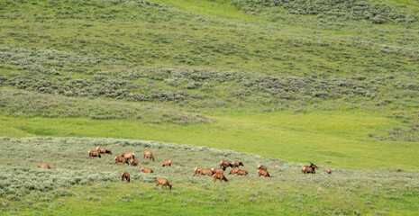 Naklejka na ściany i meble Herd Of Elk Graze Along The Hill Sides of Hayden Valley