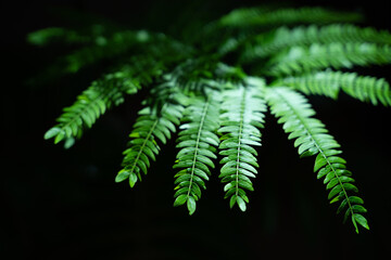 マメ科の観葉植物の葉っぱ