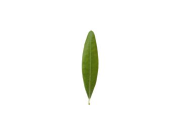 オリーブの葉っぱ