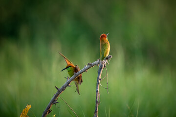 Green Bee-Eater, Little Green bee-eater, Merops Orientalis