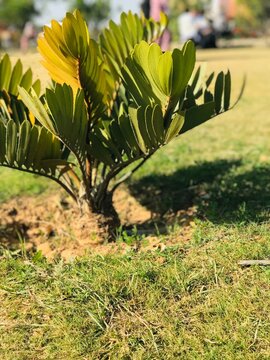 Cardboard Palm Zamia Furfuracea on Sunlit Green Lawn, Ornamental Dwarf Cycad Plant Growing in Garden Soil Photography