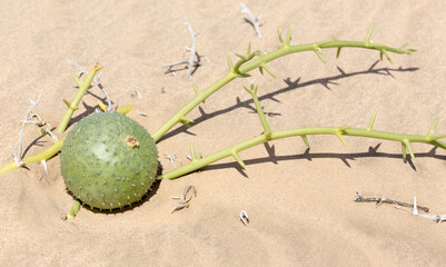 View of a nara fruit in the desert