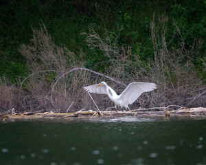 A Great egret (Ardea alba) perches along the banks of Cachuma Lake searching for food in Santa...